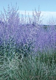 Perovskia Russian Sage 4&quot;