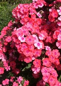 Phlox Glamour Girl 1 gal