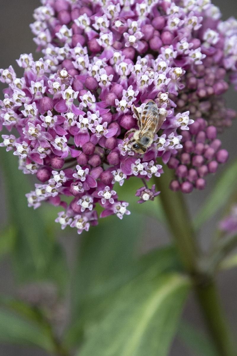 Milkweed Cinderella 1 gal