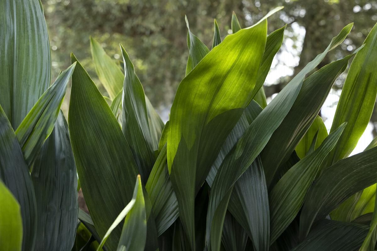 Aspidistra - Cast Iron Plant 1 gal
