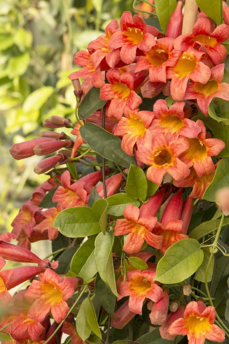 Crossvine Tangerine Beauty 1 gal