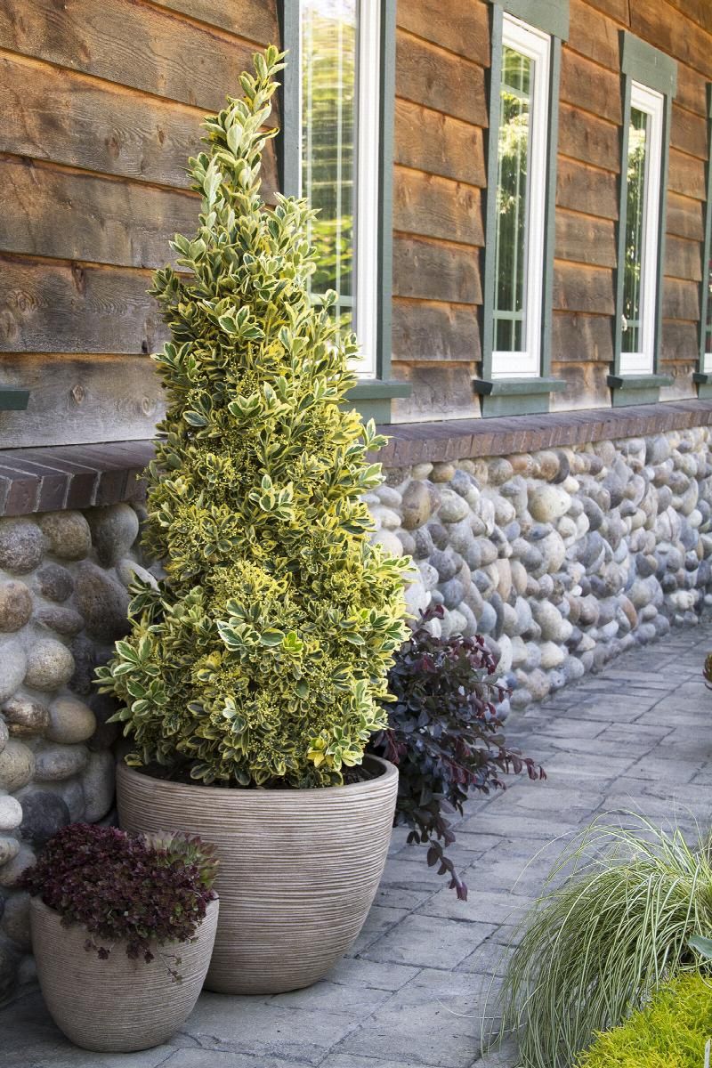 Euonymus Chollipo 2 gal