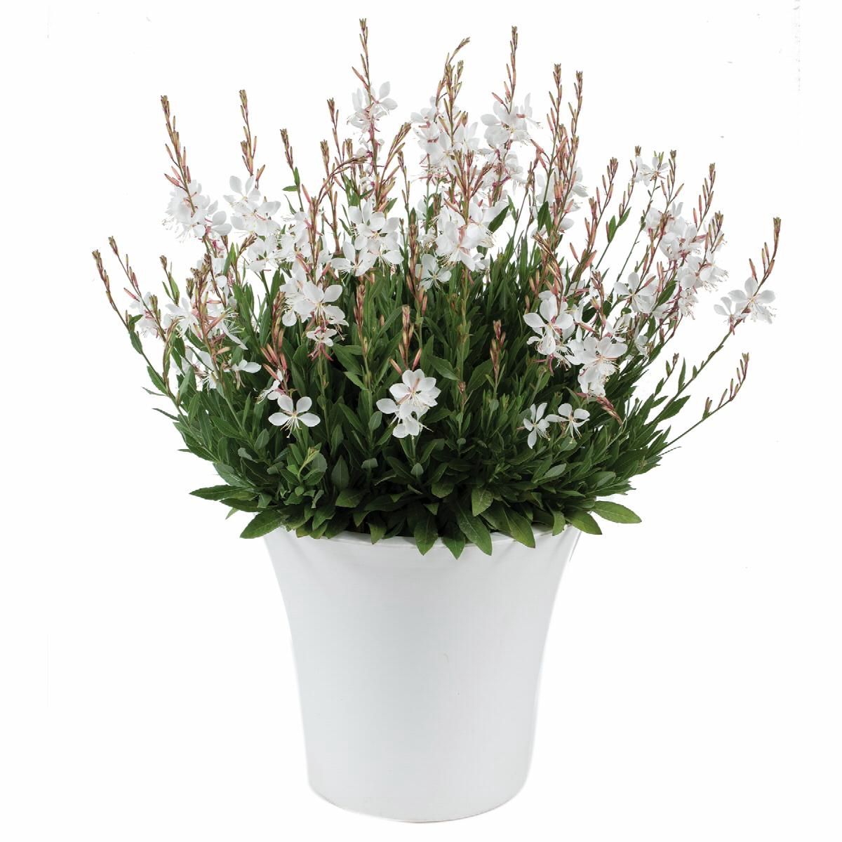 Gaura Steffi White 1 gal