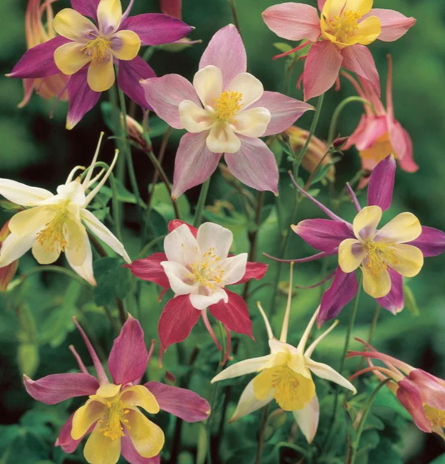 Columbine McKana Giant 4&quot;