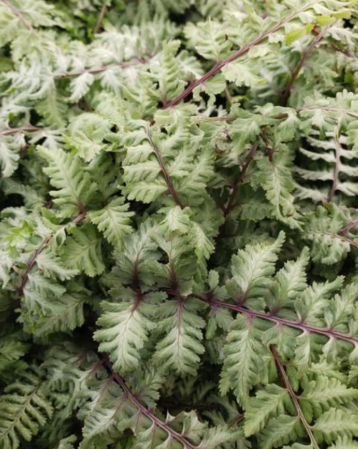 Regal red fern 1 gal