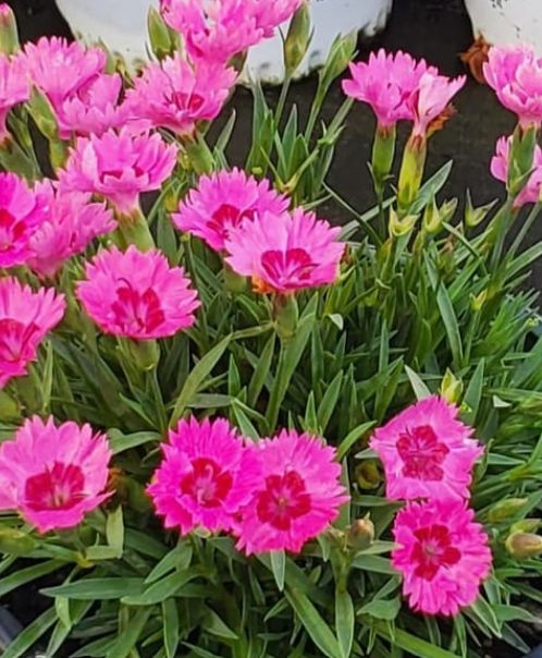 Dianthus Paint town Fancy QT
