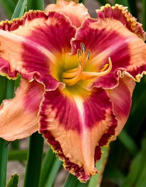 Daylily Lake of Fire PW 1 gal