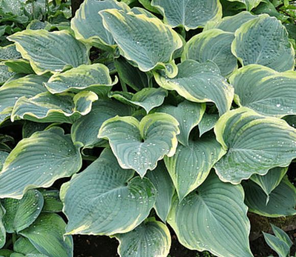 Hosta Arc de Triomphe 1 gal