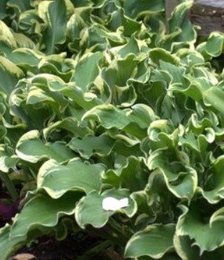 Hosta Wheee  PW 1 gal
