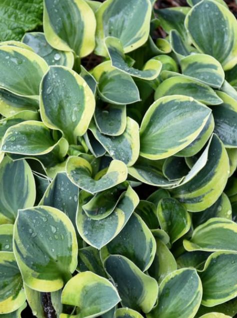 Hosta Mighty Mouse Qt
