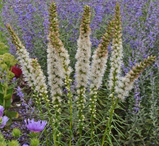 Liatris Floristan White Qt