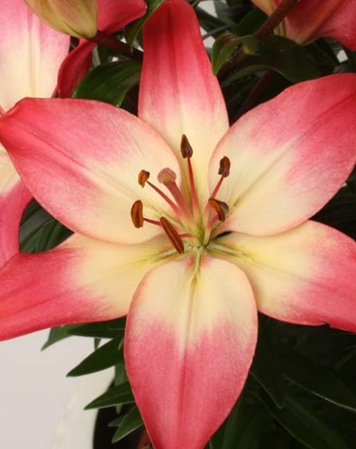 Lily Tiny Diamond bicolor rose Qt