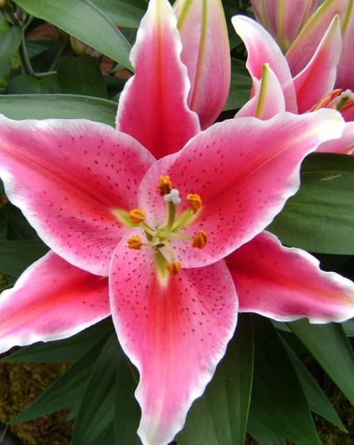 Lily After Eight Qt