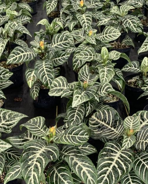 Zebra Plant &#39;Dania&#39; 4&quot;
