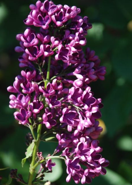 Lilac Sarah Sands 2 gal