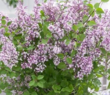 Lilac Flowerfesta Purple 2 gal
