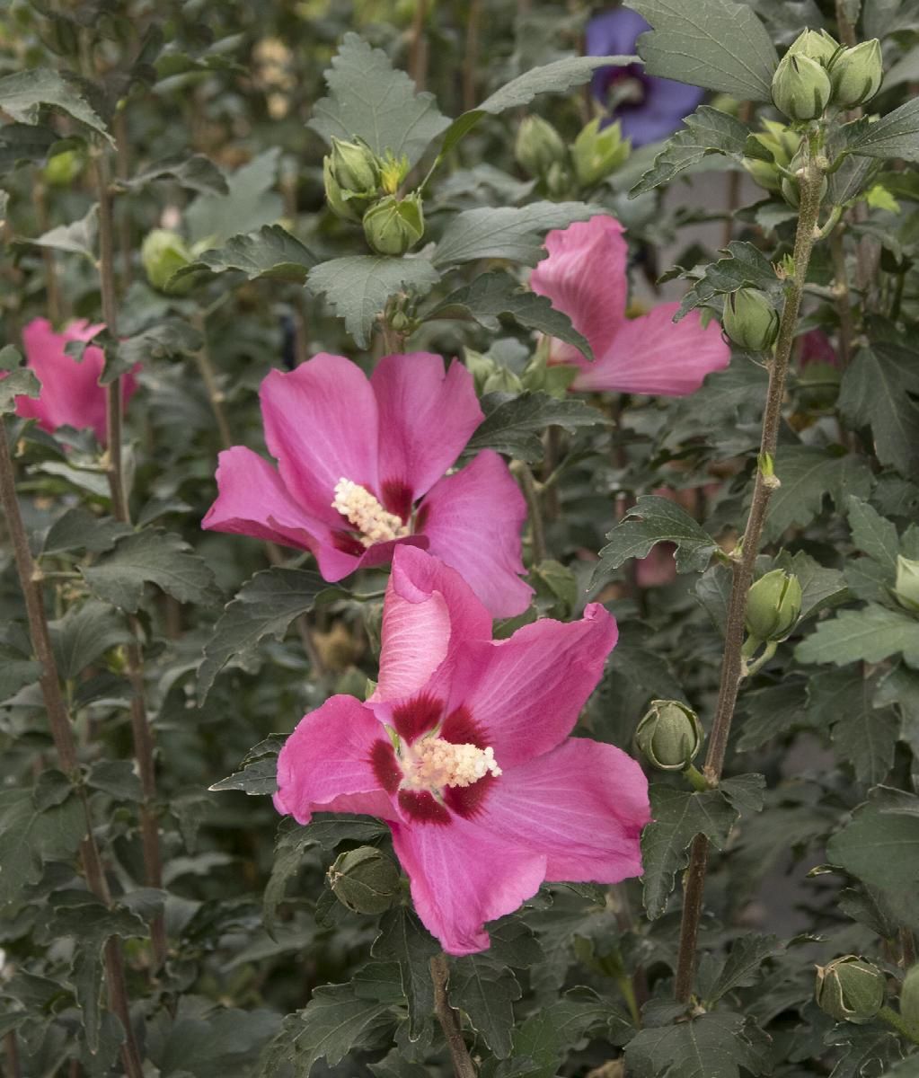 Hibiscus Chateau de Chambord 2 gal