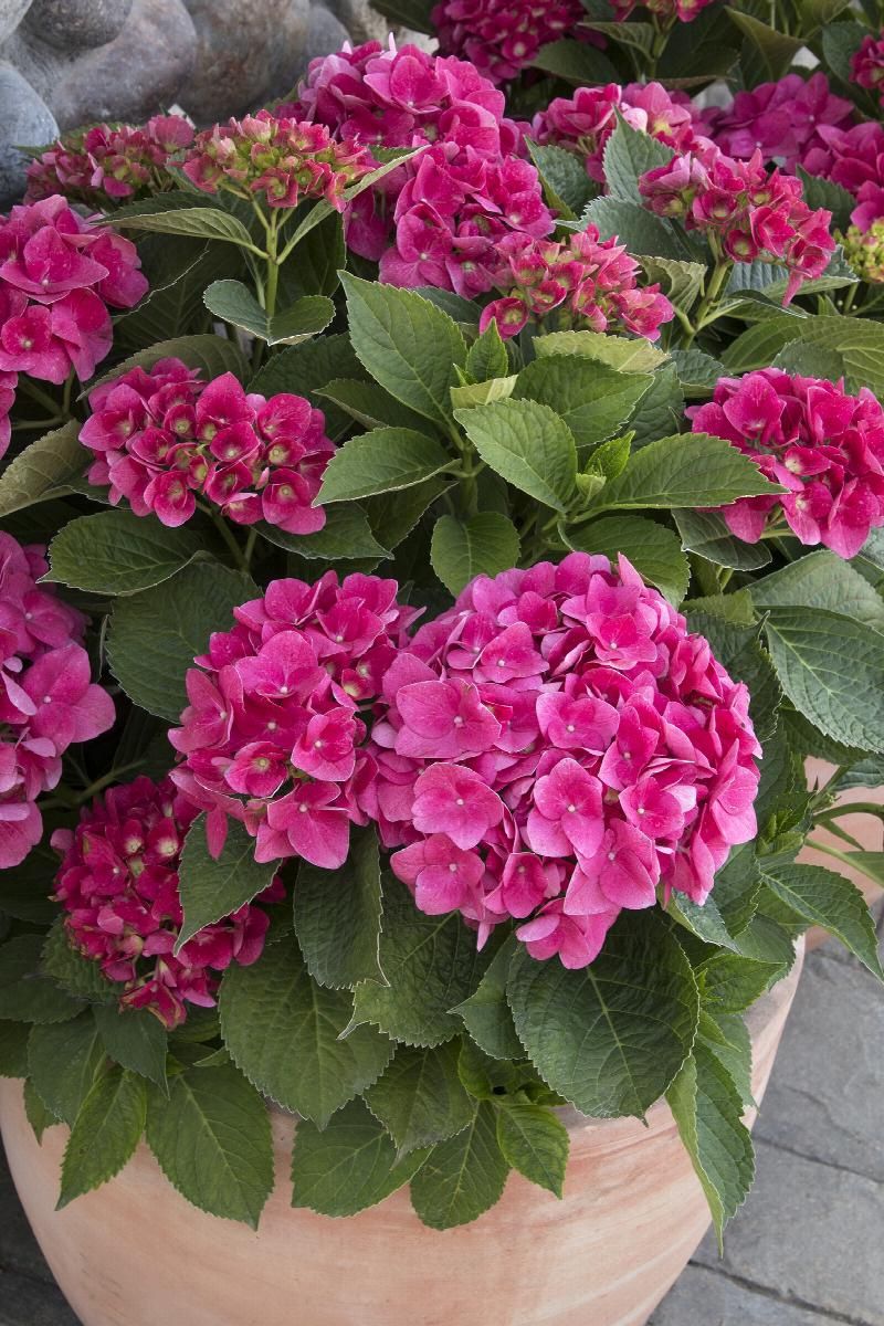 Hydrangea Red N&#39; Pretty 1 gal