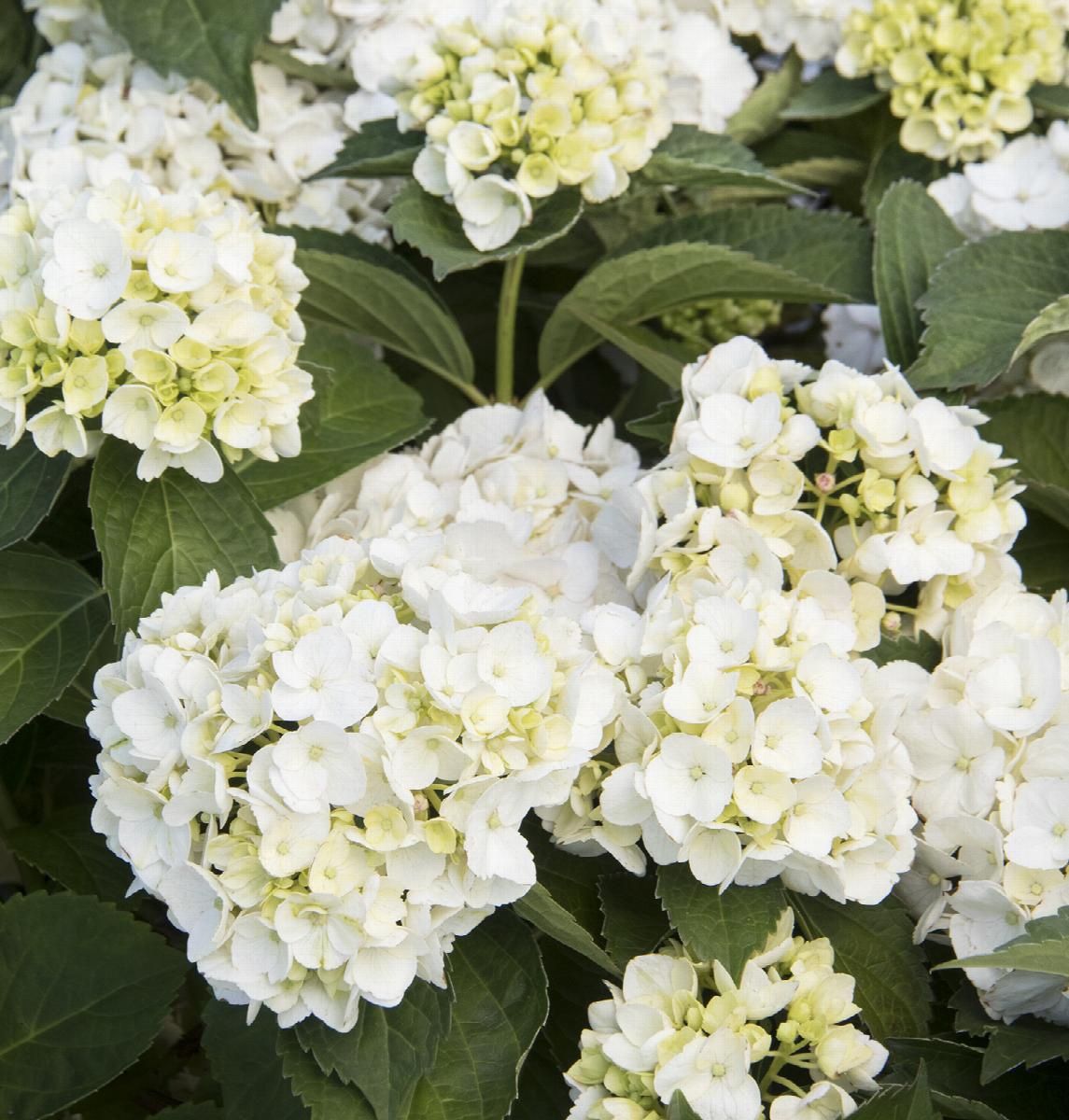 Hydrangea Big Leaf White 5 gal