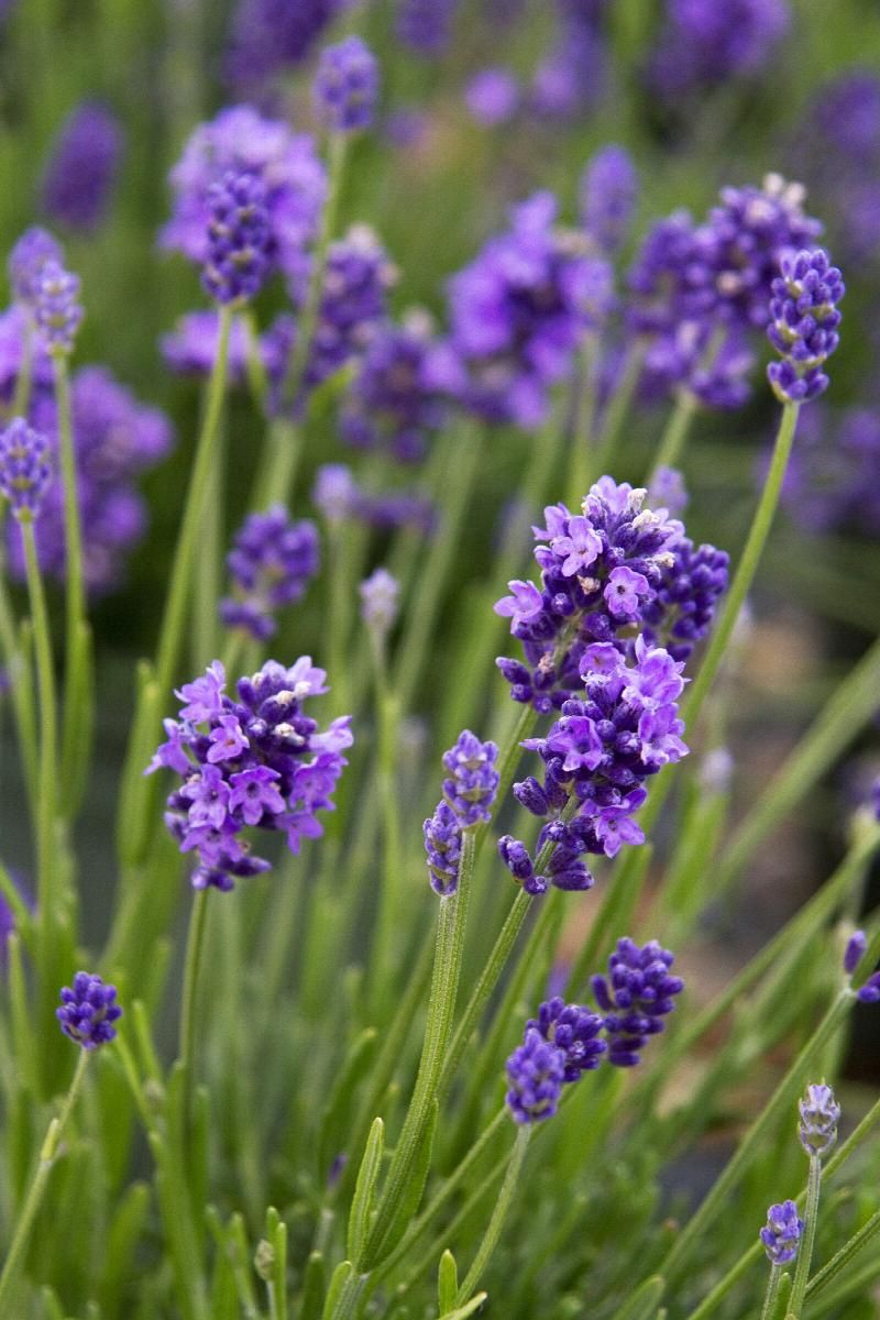 Lavender Thumbelina Leigh 1 gal