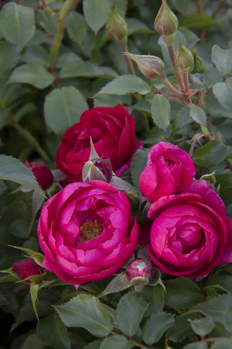 Rose Nitty Gritty Pink 2 gal