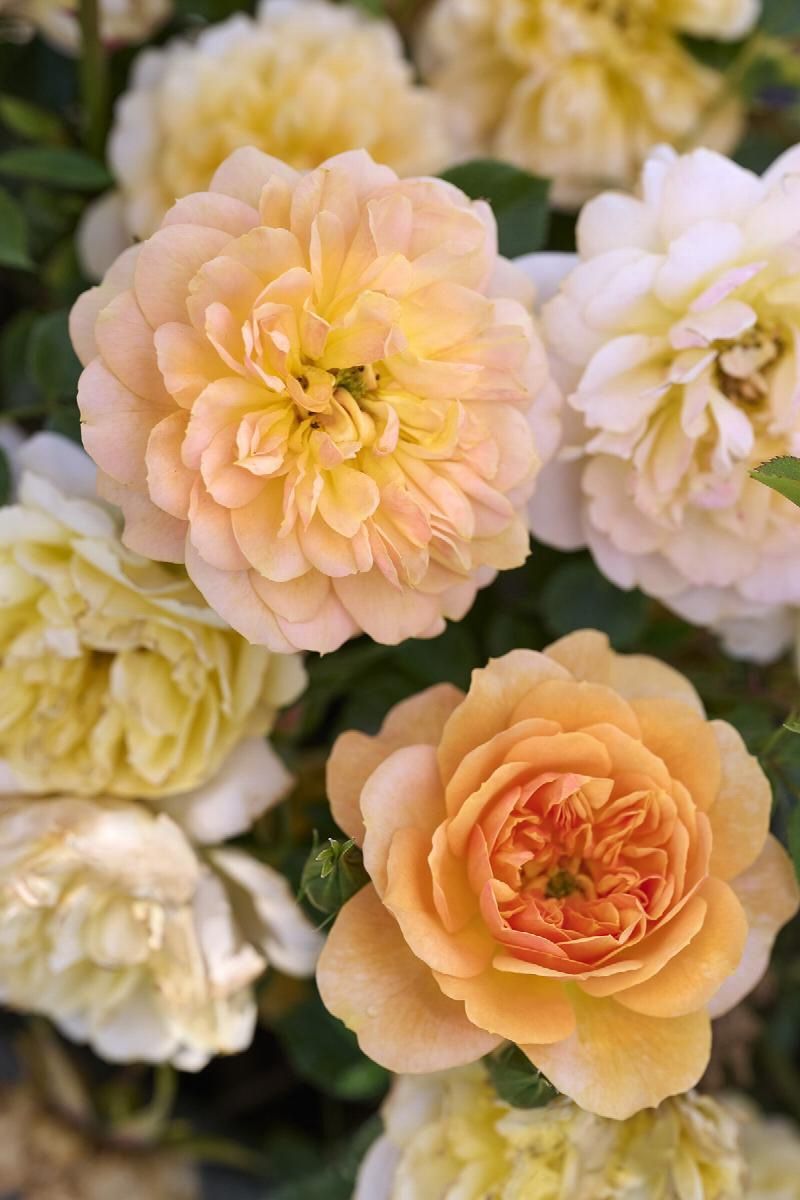 Rose Itsy Bitsy Peach 2 gal