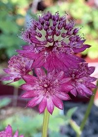 Astrantia Star of Beauty 1 gal