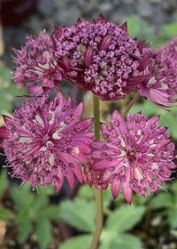 Astrantia Star of Fire 1 gal