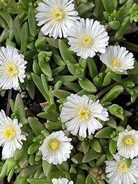 Ice Plant WOW White Wonder 4"