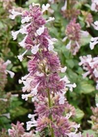 Nepeta Whispurr Pink 1 gal