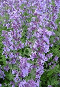 Nepeta Walkers Low 1 gal