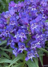 Penstemon Rock Candy Blue QT