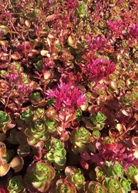 Sedum Dark Dragon 4"