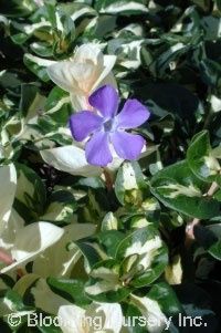 Vinca Wojo&#39;s Gem 4&quot;