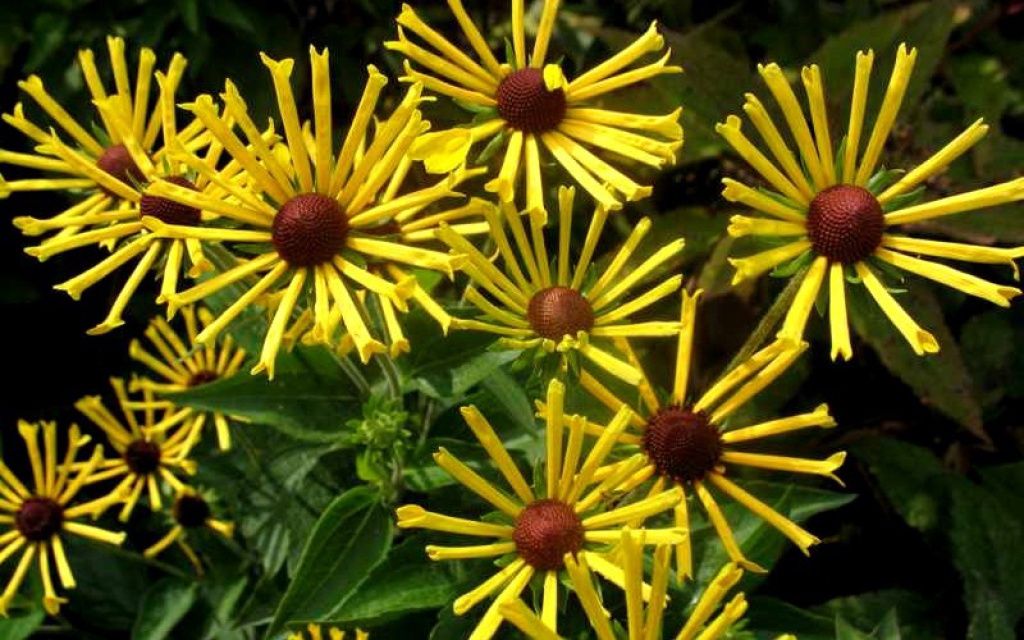 Rudbeckia Little Henry 1 gal