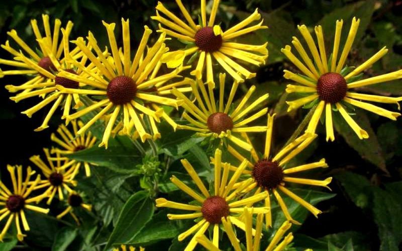 Rudbeckia Little Henry 1 gal
