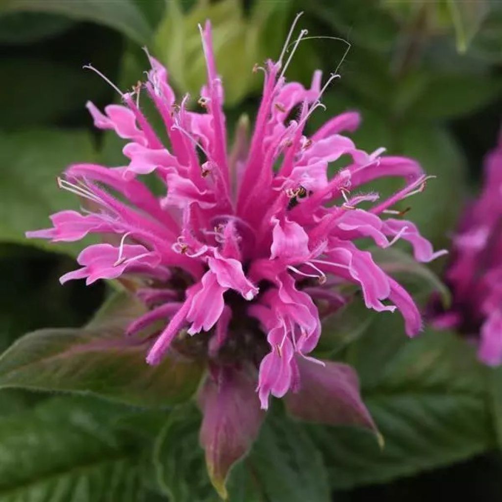 Monarda BeeMine Pink Qt