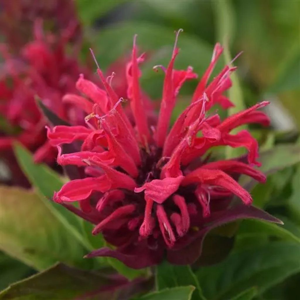Monarda BeeMine Red Qt