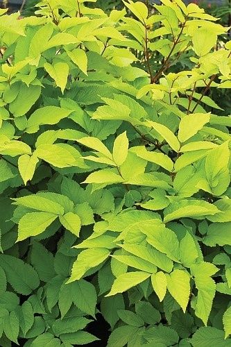 Aralia Sun King 2 gal