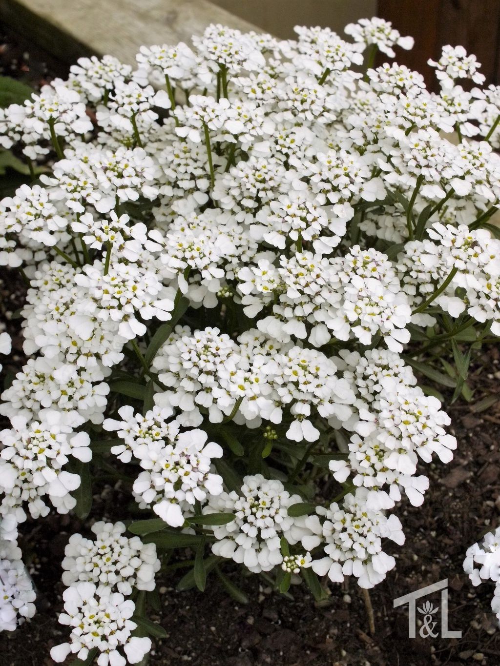 Iberis Summer Snowdrift 1 gal