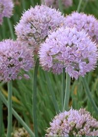 Allium Glaucum Qt