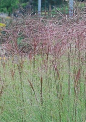 Miscanthus Morning Light 1 gal