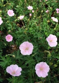 Geranium Apfelblute 1 gal