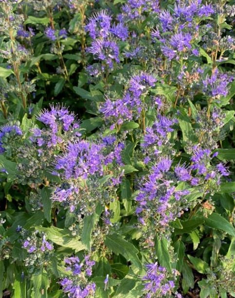 Caryopteris Grand Bleu 1 gal