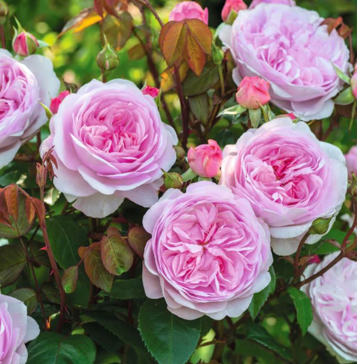 DA rose Olivia rose austin 3 gal