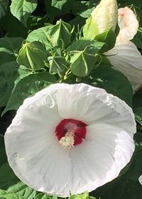 Hibiscus Luna White/red eye 1 gal