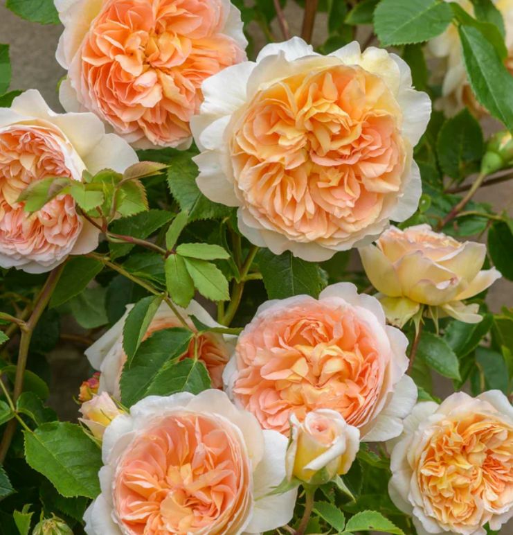 DA Climb Rose Bathsheba 3 gal
