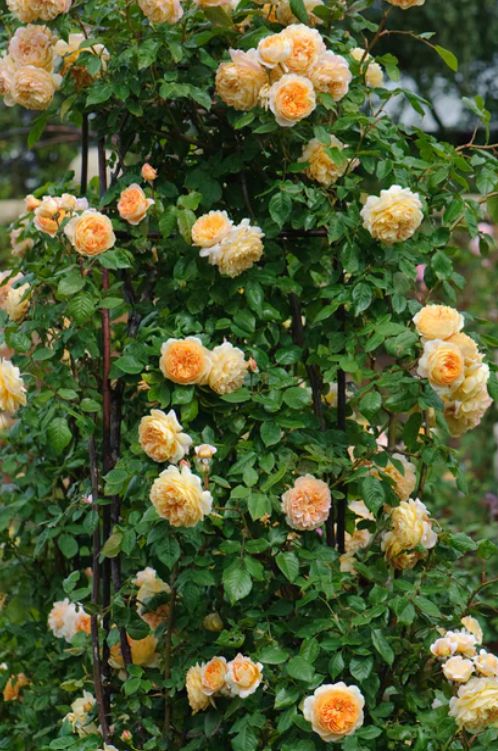 DA Climb Princess Margareta 3 gal
