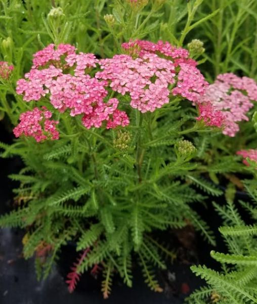Yarrow Apricot Delight 4&quot;