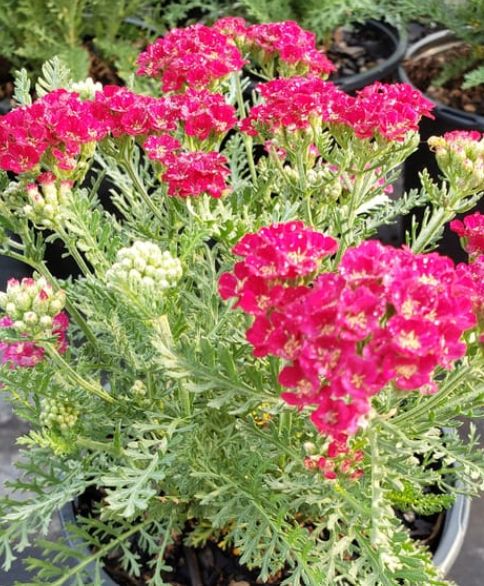 Yarrow Pomegranate 4&quot;